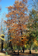 trees with red leaves (autumn)