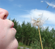 closeup of someone blowing on dandelion seeds